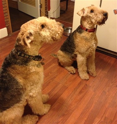 Airedale Merchandise